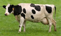 奶牛乳房炎久治不愈怎么辦：試試這幾個辦法！