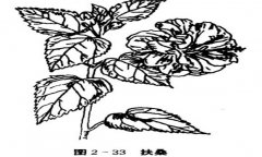 扶桑花怎么養(yǎng)，盆栽扶?；ㄔ趺答B(yǎng)才能開好花