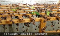 蝸牛怎么養(yǎng) 人工蝸牛養(yǎng)殖應(yīng)注意哪些問題？