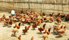 雞傳染性鼻炎的癥狀、病原及治療方法