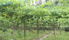 怎樣種漆樹(shù)，漆樹(shù)種植技術(shù)要點(diǎn)