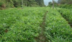 怎樣栽培毛竹，毛竹種植技術(shù)要點(diǎn)