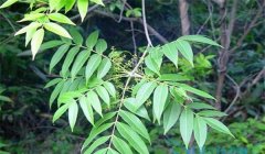 漆樹過敏怎么治療，割漆應(yīng)注意些什么