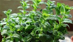 留蘭香種植方法簡介，怎樣栽培留蘭香