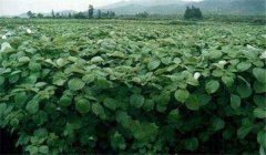 苧麻種植技術(shù)，冬季怎樣培育苧麻