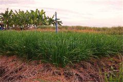 細(xì)香蔥采收后如何進(jìn)行處理與貯藏加工？