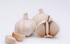 蒜黃的種植要點(diǎn)：播種前如何選擇和處理蒜種？