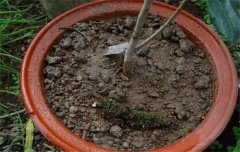 盆栽山茶花養(yǎng)殖關(guān)鍵技術(shù)：如何用土、換盆、澆