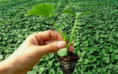 黃瓜栽培技術與管理：育苗、定植與管理