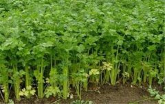 芹菜栽培技術(shù)要點：如何育苗、定植與田間管理