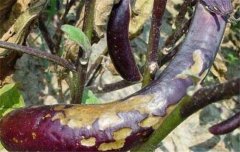 茄子病蟲(chóng)害防治：茄子綿疫病、褐紋病、地老虎