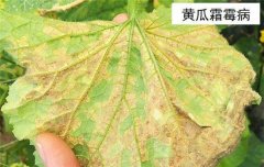 黃瓜病蟲害防治：黃瓜霜霉病、白粉病、紅蜘蛛