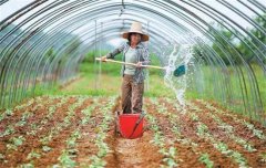 菜豆栽培時(shí)間與技術(shù)要點(diǎn)、病蟲害防治