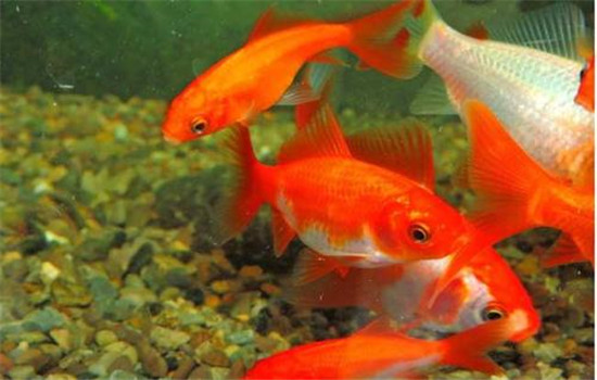 草金魚(yú)