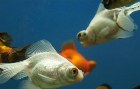 文魚(yú)