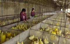 鵝飼養(yǎng)管理要求：雛鵝、小鵝、中鵝的飼養(yǎng)管理