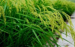 水稻施肥量及比例您知道嗎？水稻要如何施肥？