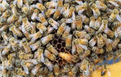 蜜蜂疾病的治療和預(yù)防、治療措施