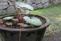 如何盆栽虎耳草，虎耳草盆栽關(guān)鍵技術(shù)解密