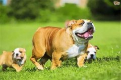 怎樣加強(qiáng)懷孕母犬飼養(yǎng)管理，防止胚胎死亡或流