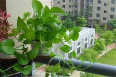 盆栽綠蘿怎么養(yǎng)才能更旺盛，請記住五個關鍵點