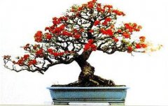 火棘如何盆栽？講述火棘種植的那些細節(jié)問題