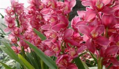 大花蕙蘭什么時候開花，如何養(yǎng)護與管理