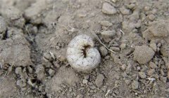 地老虎的防治辦法、習性與為害特點