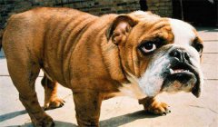 斗牛犬怎么訓(xùn)練定點(diǎn)大小便，如何正確飼養(yǎng)？