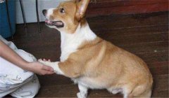 怎么訓(xùn)練狗狗臥下？犬“臥下”動(dòng)作的調(diào)教方法