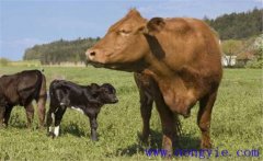 一頭牛大概有多少斤、一頭牛能出多少斤肉？