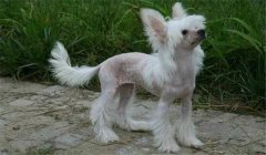 冠毛犬多少錢(qián)一只？怎樣選購(gòu)與飼養(yǎng)中國(guó)冠毛犬
