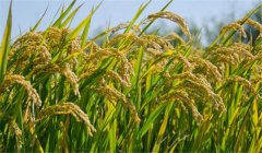 為什么說農(nóng)作物白根有勁、黃根保命、黑根生病