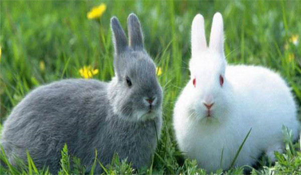 更換飼料、逐漸遞減