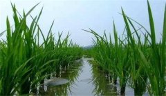 晚稻施穗肥效果好不好，應怎樣施肥？