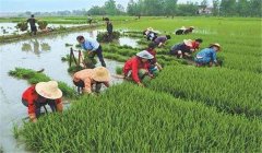 中稻什么時(shí)候下種、幾月收割？
