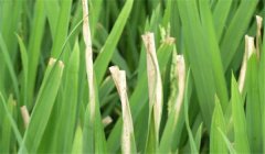 怎樣防止雜交水稻的白葉枯病 用什么藥治療？