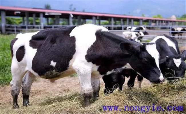 如何加強飼養(yǎng)與管理促進奶牛穩(wěn)產高產