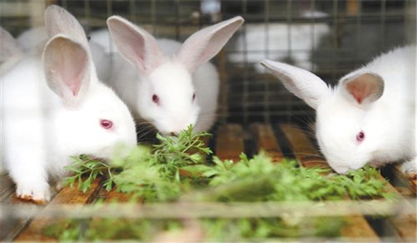 喂新鮮、優(yōu)質(zhì)的飼料