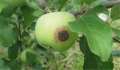 蘋果腐爛病用什么藥最有效，如何預(yù)防？
