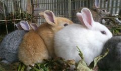 泌乳母兔的飼養(yǎng)管理，提供泌乳母兔飼料配方