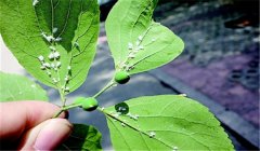 蘋果綿蚜用什么藥效果好？