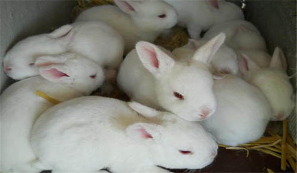 飼草飼料要新鮮、干凈