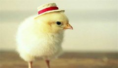 種公雞的飼養(yǎng)管理要點(diǎn)有哪些？