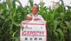 玉米基肥比例多少好，玉米基肥施多少合適？