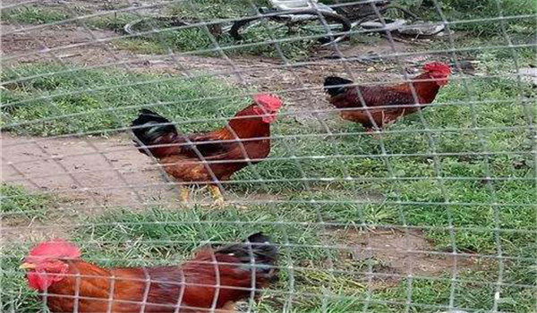 公、母分欄飼養(yǎng)