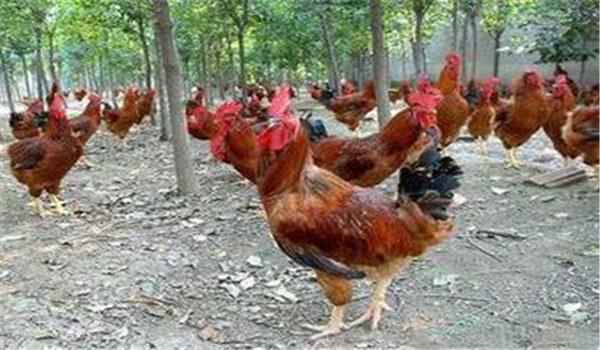 種雞公、母要分開飼養(yǎng)
