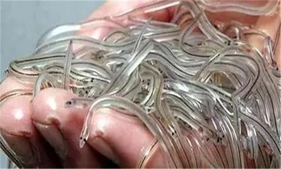 鰻魚(yú)苗多少錢一條