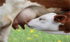 羊乳房炎癥腫塊怎么治療，是怎么引起的