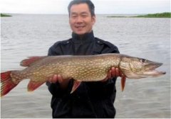 如何飼養(yǎng)白斑狗魚，白斑狗魚的養(yǎng)殖技術(shù)要點(diǎn)